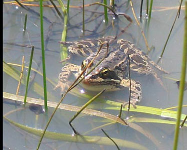 Grenouille du Caucase - Rana macrocnemis camerani